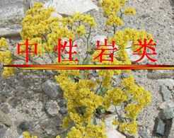μppt