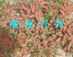 μ