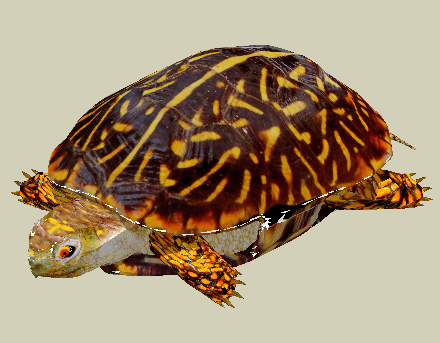 SketchUpģ