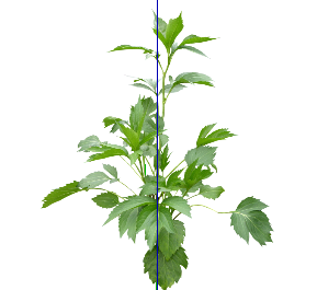 ֲSketchUpģ