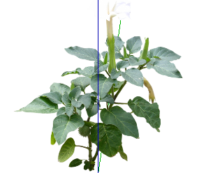 ֲSketchUpģ