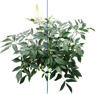 ֲSketchUpģ