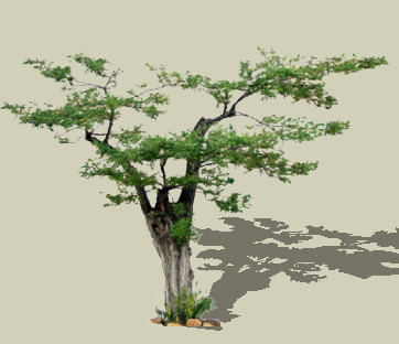 ɫľSketchUpģ