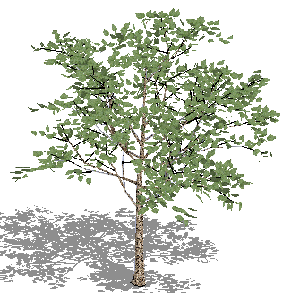 ɫľSketchUpģ