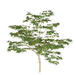 ɫľSketchUpģ