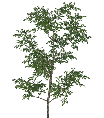 ɫľSketchUpģ