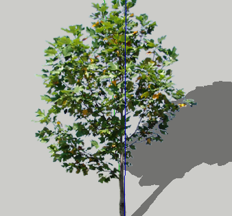 ɫľSketchUpģ