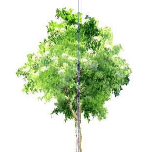 ֲֻSketchUpģ