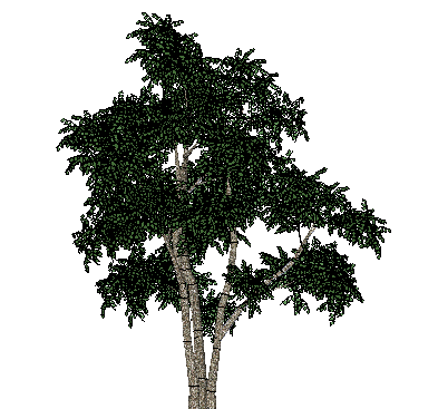 ɫľSketchUpģ