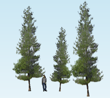 ɫľSketchUpģ