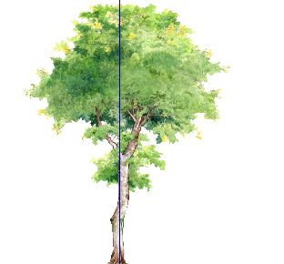 ֲֻSketchUpģ