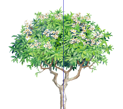 ֲֻSketchUpģ