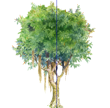 ֲֻSketchUpģ
