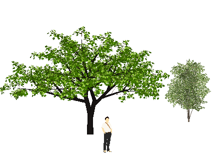 ֲֻSketchUpģ