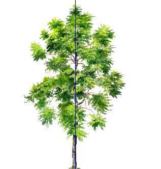 ֲֻSketchUpģ