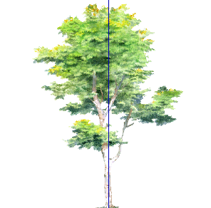 ֲֻSketchUpģ