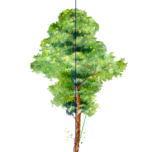 ֲֻSketchUpģ