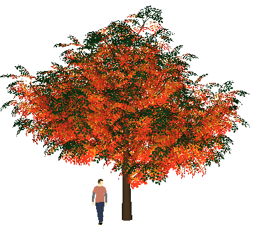 ֲSketchUpģ