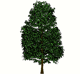 ֲSketchUpģ