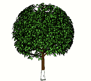 ֲSketchUpģ