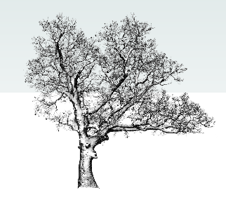 ֲSketchUpģ