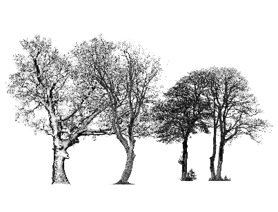 ֲSketchUpģ