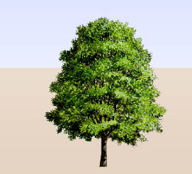 ֲSketchUpģ