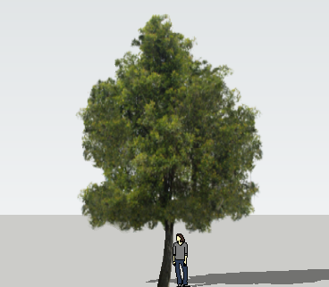 ֲSketchUpģ