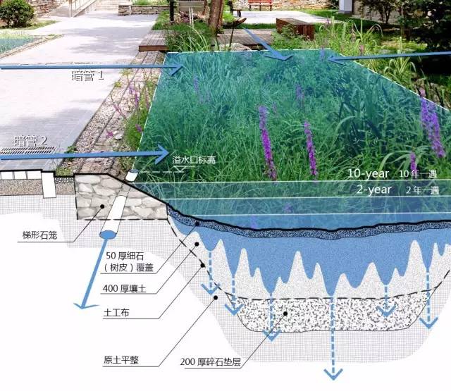 一直大火的“雨水花园“究竟是什么?_1 一直大火的“雨水花园“究竟是什么?_1