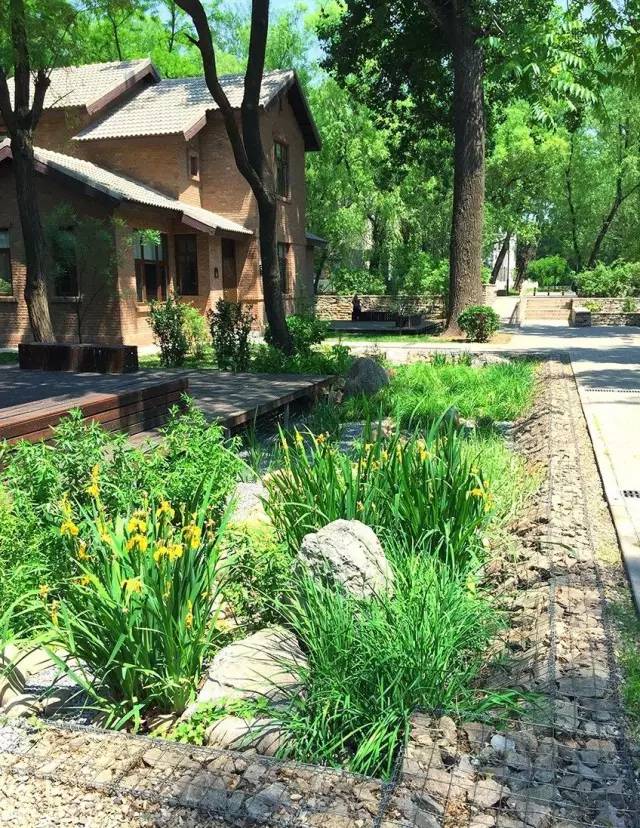 一直大火的“雨水花园“究竟是什么?_4 一直大火的“雨水花园“究竟是什么?_4
