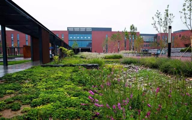 一直大火的“雨水花园“究竟是什么?_6 一直大火的“雨水花园“究竟是什么?_6